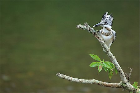 stay - Crested Kingfisher Photographie de stock - Rights-Managed, Code: 859-07961825