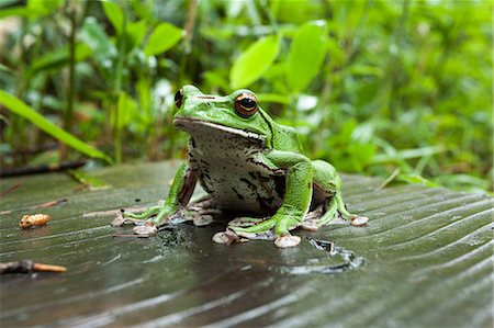 frog - Forest Green Tree Frog Foto de stock - Con derechos protegidos, Código: 859-07961896