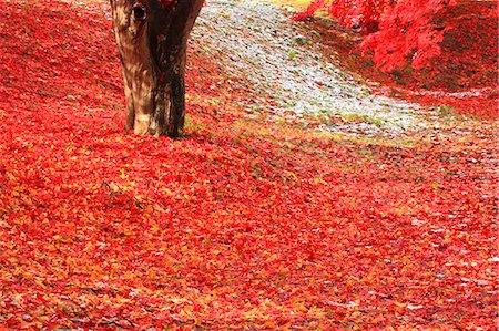 Autumn Leaves Foto de stock - Con derechos protegidos, Código: 859-08008453