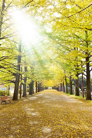 defoliation - Autumn Leaves Stock Photo - Rights-Managed, Code: 859-08008462