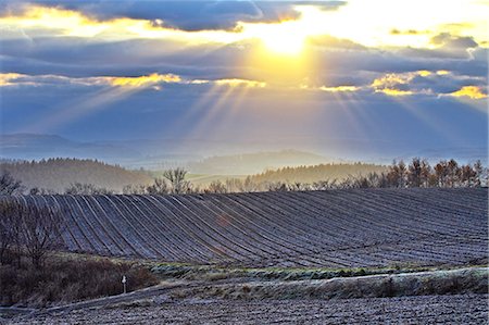 sun rise field - Hokkaido, Japan Stock Photo - Rights-Managed, Code: 859-08082362