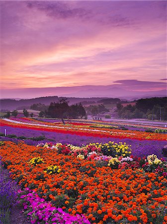 purple field - Hokkaido, Japan Stock Photo - Rights-Managed, Code: 859-08082420