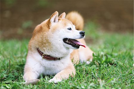 simsearch:859-07566201,k - Shiba Inu pet in a city park Stock Photo - Rights-Managed, Code: 859-08244334
