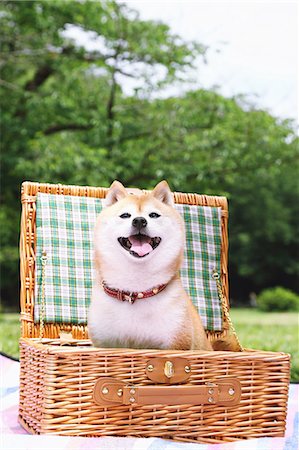 entry field - Shiba Inu pet in a city park Stock Photo - Rights-Managed, Code: 859-08244335