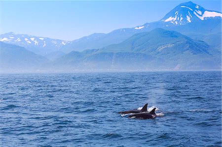 sea and mountain pictures - Killer Whales Stock Photo - Rights-Managed, Code: 859-08244330