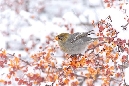 Pine Grosbeak Stock Photo - Rights-Managed, Code: 859-08244348