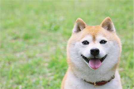 simsearch:859-07566201,k - Shiba Inu pet in a city park Stock Photo - Rights-Managed, Code: 859-08244352
