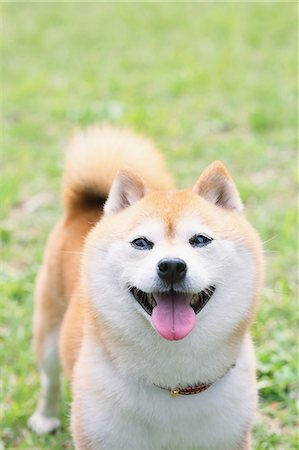 simsearch:859-07566201,k - Shiba Inu pet in a city park Stock Photo - Rights-Managed, Code: 859-08244353