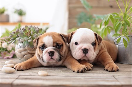 puppies - Dogs Stock Photo - Rights-Managed, Code: 859-08244405