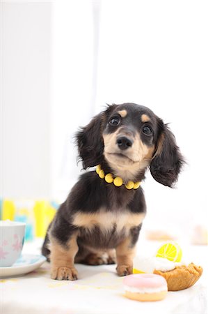 dachshund - Dog Portrait Stock Photo - Rights-Managed, Code: 859-08244449