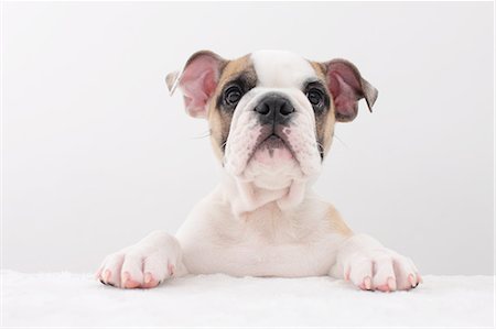 dog white background - Dog Portrait Stock Photo - Rights-Managed, Code: 859-08244459
