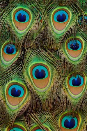 peacock pattern photography - Peacock Stock Photo - Rights-Managed, Code: 859-08244473