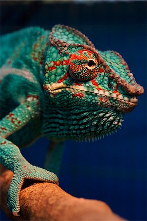 emerald green - Chameleon Foto de stock - Con derechos protegidos, Código: 859-08244484