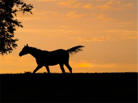 Horse Stock Photo - Rights-Managed, Code: 859-08244558