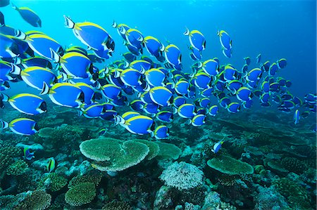 set (pair or group of things) - Underwater Life Foto de stock - Con derechos protegidos, Código: 859-08244587