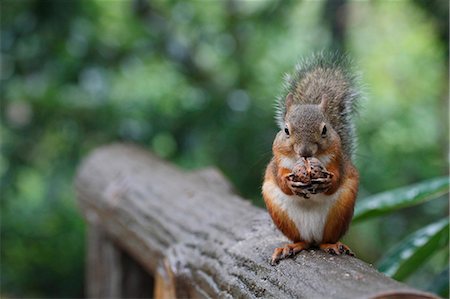 eat - Japanese Squirrel Stock Photo - Rights-Managed, Code: 859-08244605