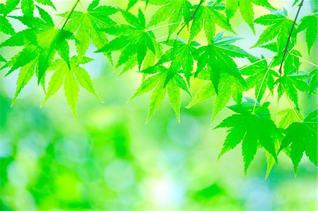 simsearch:622-06487634,k - Green maple leaves Stock Photo - Rights-Managed, Code: 859-08357825