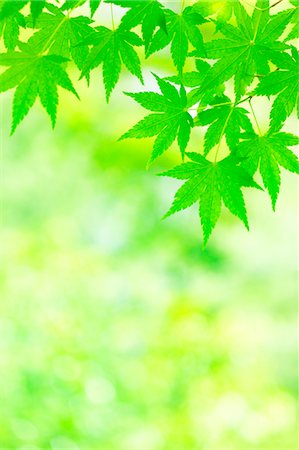 simsearch:622-07811053,k - Green maple leaves Photographie de stock - Rights-Managed, Code: 859-08357823