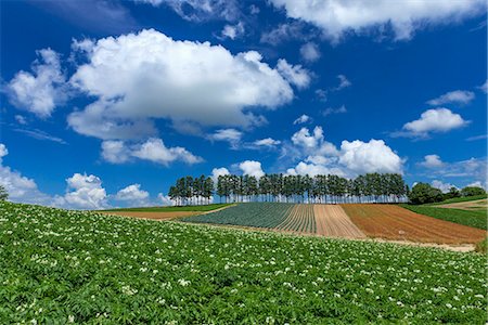 potato field - Hokkaido, Japan Stock Photo - Rights-Managed, Code: 859-08358030