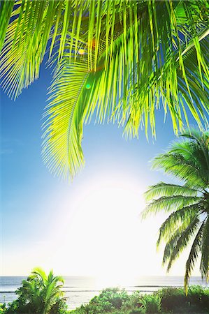 palm leaf - Guam Stock Photo - Rights-Managed, Code: 859-08358221