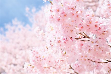 simsearch:859-07495665,k - Cherry blossoms in full bloom Stock Photo - Rights-Managed, Code: 859-08358262
