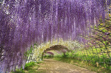 purple flower - Fukuoka Prefecture, Japan Stock Photo - Rights-Managed, Code: 859-08358555