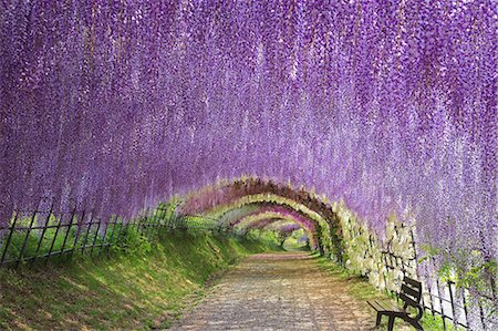 purple scenic - Fukuoka Prefecture, Japan Stock Photo - Rights-Managed, Code: 859-08358553