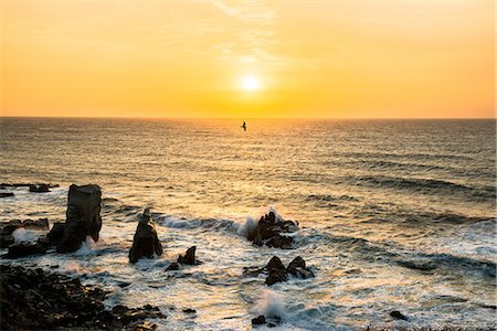 seabird - Chiba Prefecture, Japan Stock Photo - Rights-Managed, Code: 859-08359156