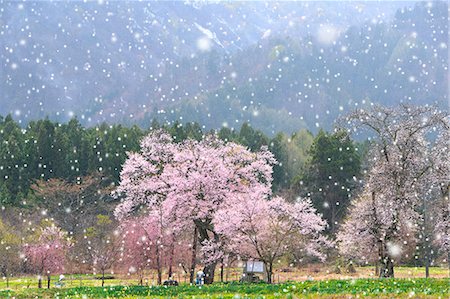 Yamagata Prefecture, Japan Stock Photo - Rights-Managed, Code: 859-08359431