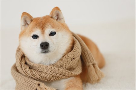 dog inside winter - Shiba inu dog wearing scarf Stock Photo - Rights-Managed, Code: 859-09013177