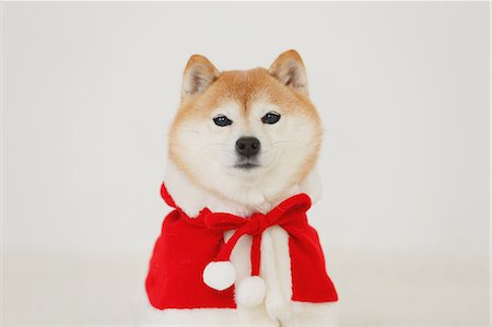 dog inside winter - Shiba inu dog with Christmas clothes Stock Photo - Rights-Managed, Code: 859-09013173