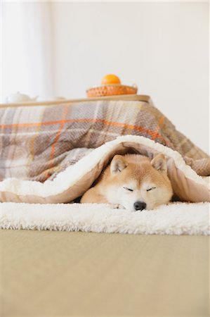 dog inside winter - Shiba inu dog under kotatsu table Stock Photo - Rights-Managed, Code: 859-09013188