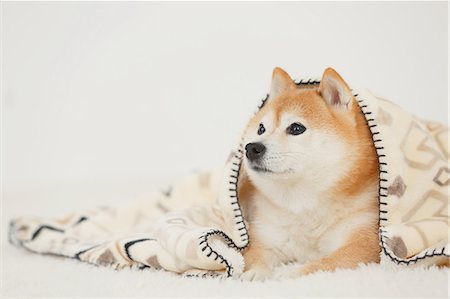 dog inside winter - Shiba inu dog wearing blanket Stock Photo - Rights-Managed, Code: 859-09013180