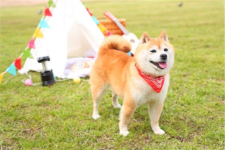 dog - Shiba inu dog by tipi tent Foto de stock - Con derechos protegidos, Código: 859-09013246