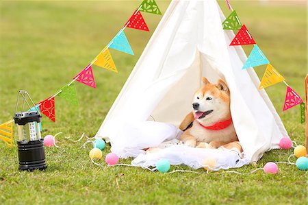 dog in heat - Shiba inu dog by tipi tent Foto de stock - Con derechos protegidos, Código: 859-09013241