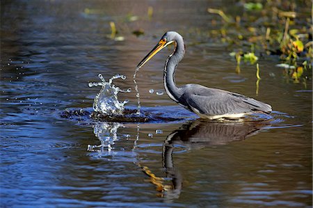 delray beach - Tricolored Heron, (Egretta tricolor), adult hunting, Wakodahatchee Wetlands, Delray Beach, Florida, USA Stock Photo - Rights-Managed, Code: 859-09060115