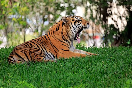 predator - Sumatran Tiger, (Panthera tigris sumatrae), adult male jawning, Sumatra, Asia Stock Photo - Rights-Managed, Code: 859-09060137