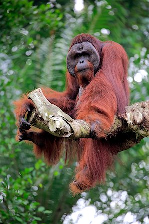 Orang Utan, Pongo pygmaeus, adult male on tree, captive, Singapore, Southeast Asia Stock Photo - Rights-Managed, Code: 859-09060225