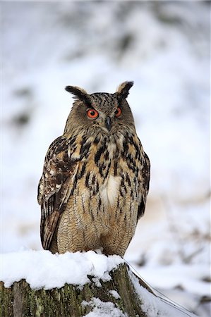 snowy owl - Eagle Owl, (Bubo bubo), adult on tree stub in winter, in snow, alert, Zdarske Vrchy, Bohemian-Moravian Highlands, Czech Republic Stock Photo - Rights-Managed, Code: 859-09060270