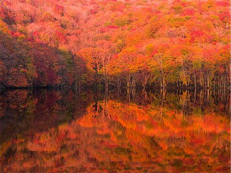 fall trees lake - Aomori Prefecture, Japan Stock Photo - Rights-Managed, Code: 859-09104582