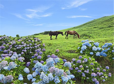 sky horses - Miyazaki Prefecture, Japan Foto de stock - Con derechos protegidos, Código: 859-09104735