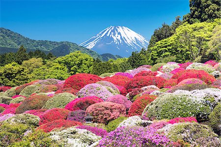 spring - Beautiful view of Mount Fuji Foto de stock - Con derechos protegidos, Código: 859-09104841