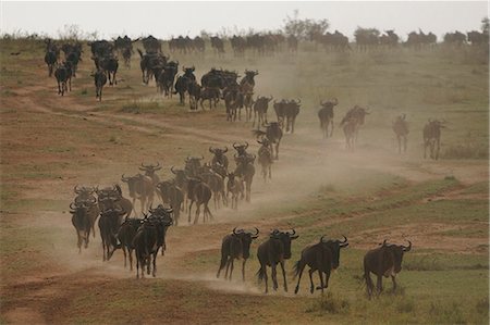 dusty environment - Masai Mara National Reserve, Kenya Stock Photo - Rights-Managed, Code: 859-09104863