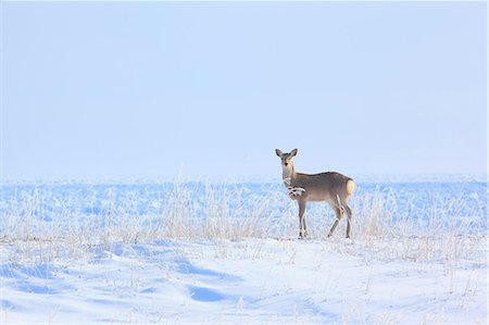 deer snow - Hokkaido, Japan Stock Photo - Rights-Managed, Code: 859-09104934