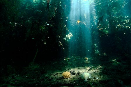 rain forest green animal - Underwater life Stock Photo - Rights-Managed, Code: 859-09105107