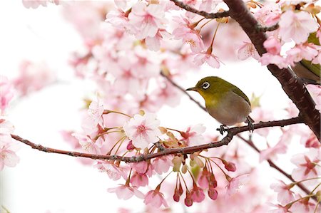 sakura tree - Japanese White Eye Stock Photo - Rights-Managed, Code: 859-09105139