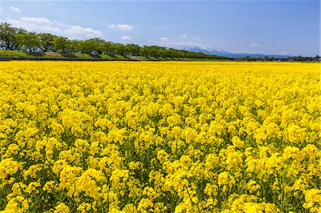 field garden - Toyama Prefecture, Japan Stock Photo - Rights-Managed, Code: 859-09105144