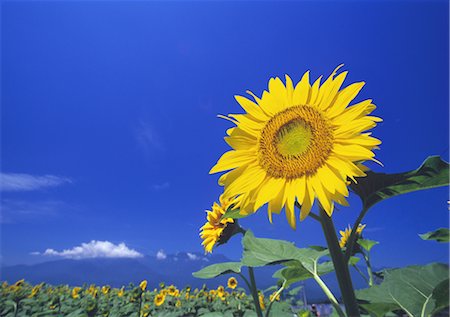simsearch:859-03036612,k - Sunflowers in field Stock Photo - Rights-Managed, Code: 859-03035880