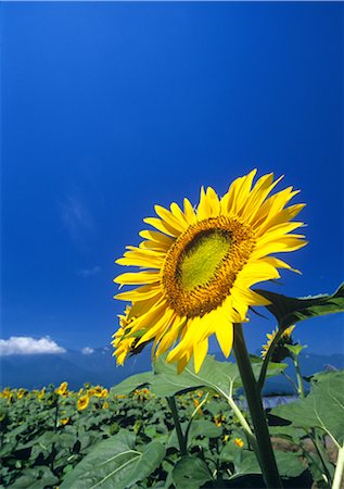 simsearch:859-03036612,k - Sunflowers in field Stock Photo - Rights-Managed, Code: 859-03035881
