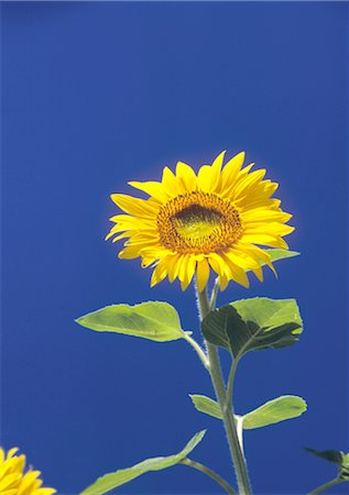 simsearch:859-03036612,k - Sunflowers Stock Photo - Rights-Managed, Code: 859-03035882